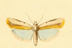 Sciota divisella